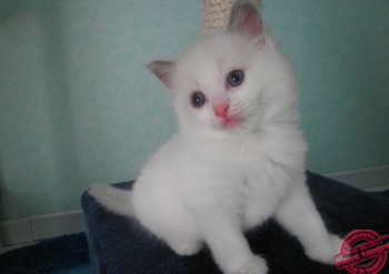 chaton mâle blue bicolour n°1 - 4 semaines - Chatterie Ragdolls du Val de Beauvoir